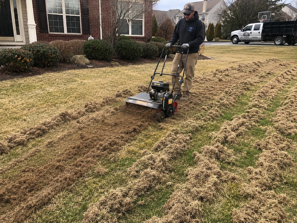 Worker operating a power rake across a residential lawn, pulling up thatch rows