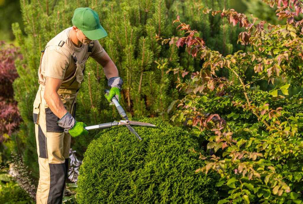 Landscaper trimming a rounded boxwood shrub with hedge shears